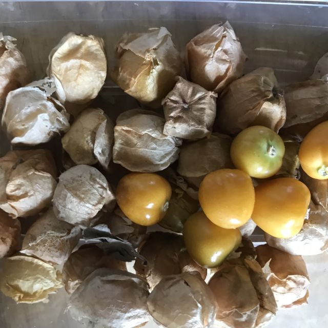 百宝源东北姑娘果新鲜水果花姑娘果2斤黄姑娘果洋菇娘果灯笼果