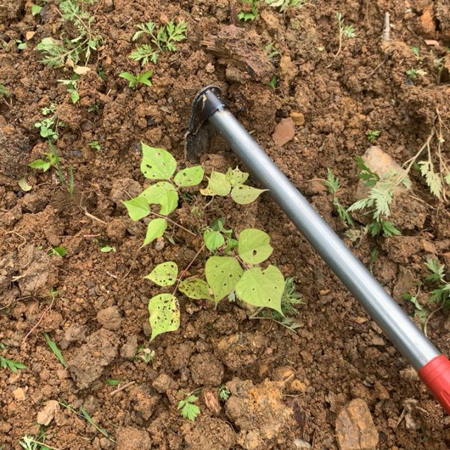 花锄小锄头农具种菜小巧型除草挖土户外家用全钢挖笋花园栽菜挖锄
