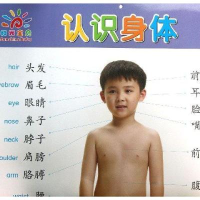 阳光宝贝双面大挂图 · 认识身体\/人物职业,童茗