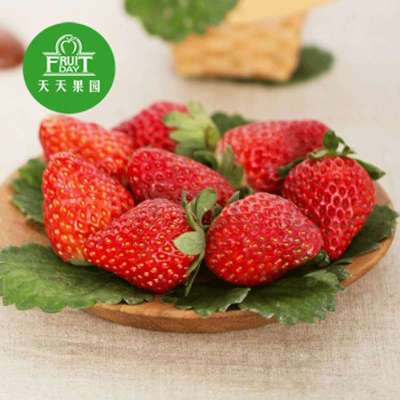 天天果园】浙江红颊草莓1斤装新鲜水果冬草莓