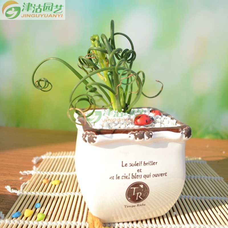 津沽园艺 多肉植物弹簧草苗 桌面小盆栽迷你种