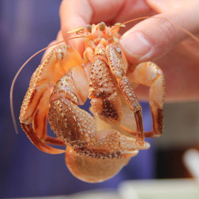 大渔场虾怪小鲜活虾怪大连海鲜6只斤45元500g