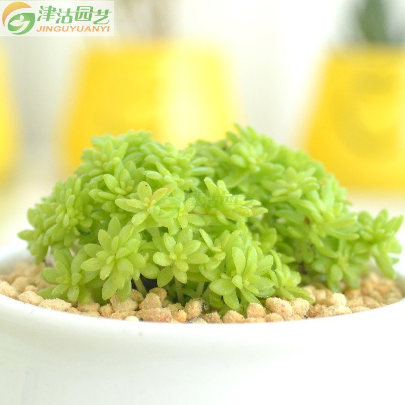 多肉植物 青薄雪万年青草 青薄雪万年草 花卉垂