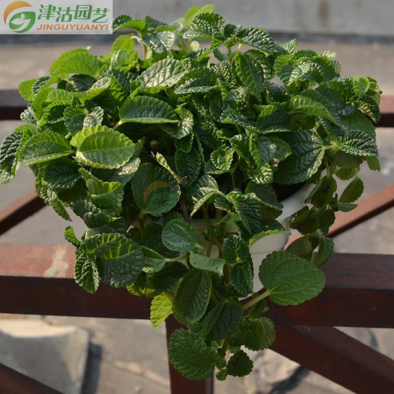 柠檬香蜂草 食用香草薄荷盆栽花卉 香水薄荷 净