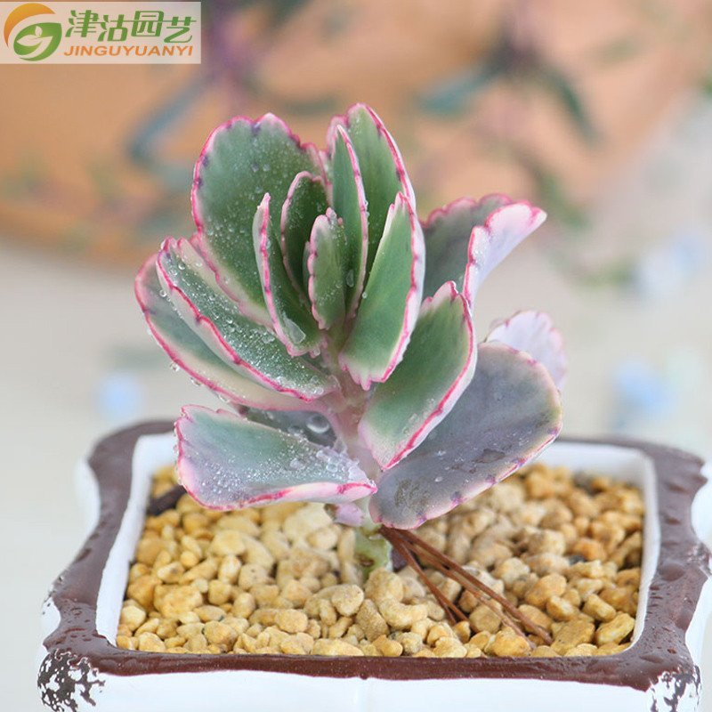 津沽园艺 多肉植物 景天多肉小盆栽 玉吊钟 创意