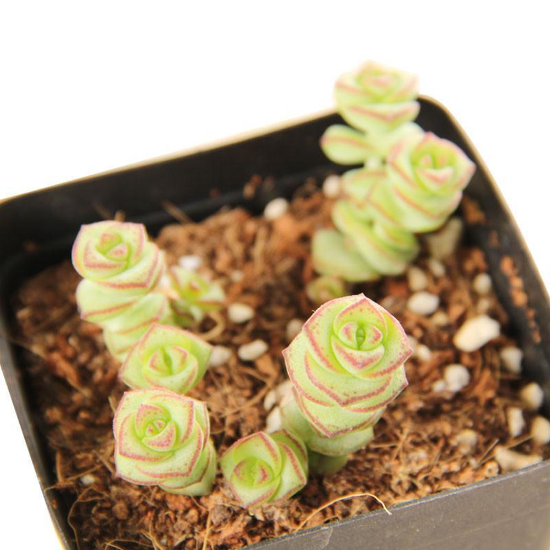 多肉植物 景天钱串子钱串 串钱景天 舞乙女 桌面