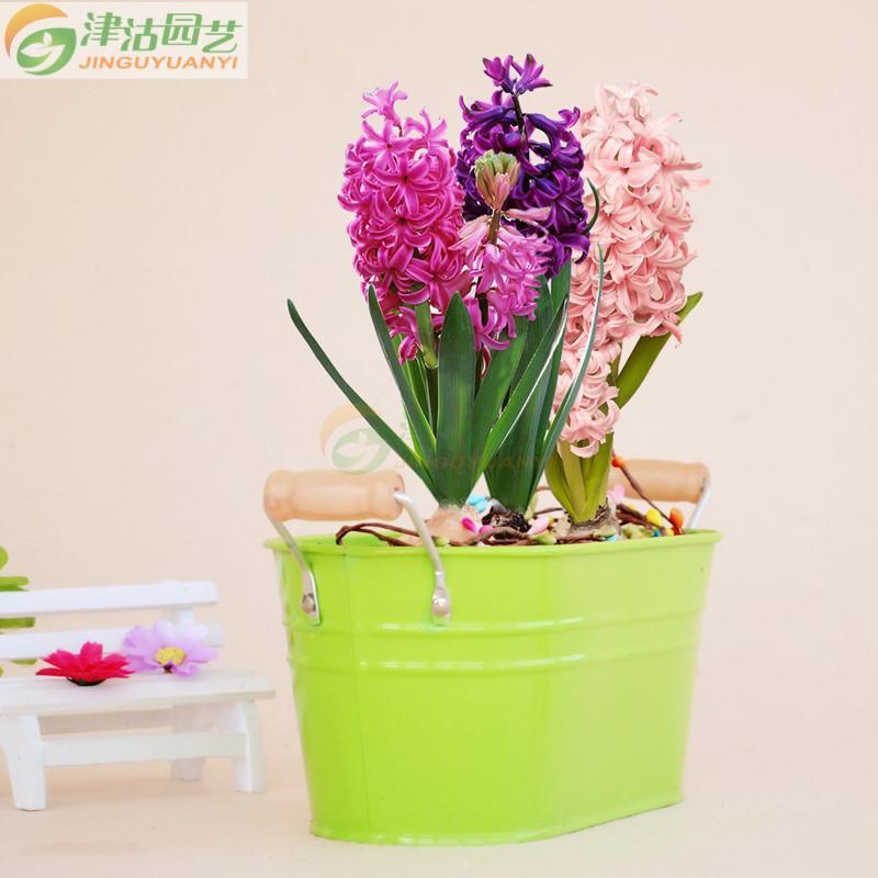 种球套装 秋冬花卉风信子盆栽种植 糖果色铁皮