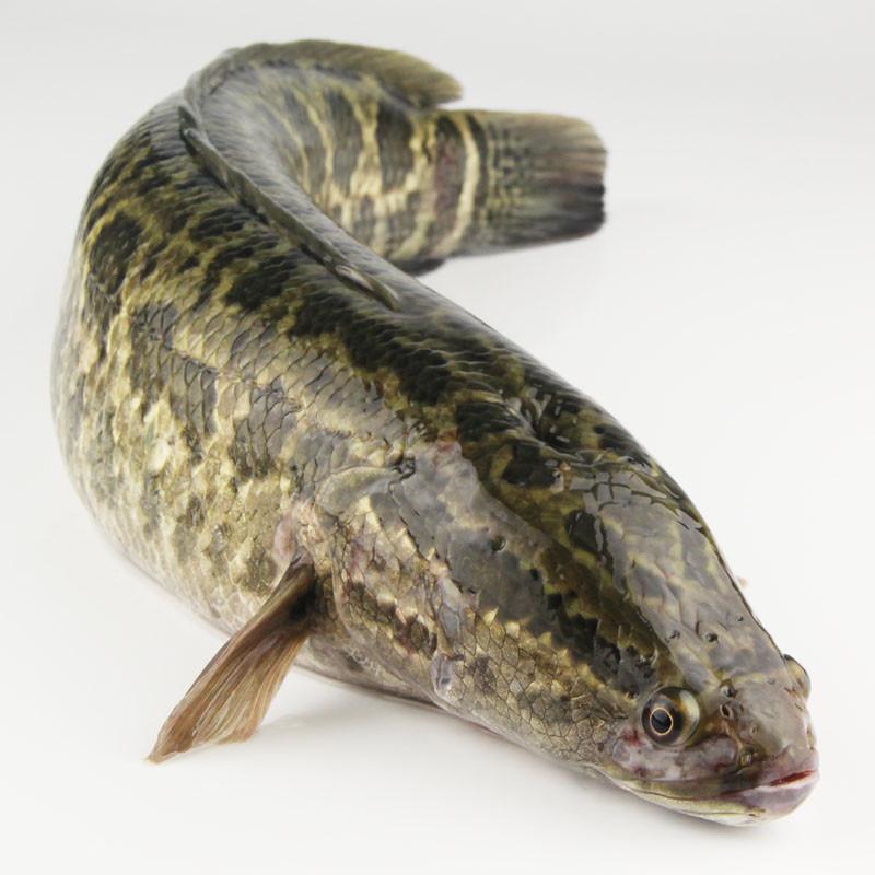 鲜活斑鱼 1kg\/条 团鱼 海产品 生鱼 蛇头鱼 海鱼