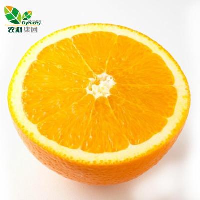 广西富川脐橙 无公害水果 新奇士橙7斤装 包邮