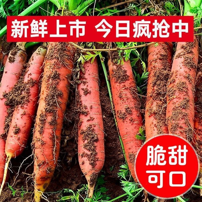 新鲜胡萝卜沙土地新鲜蔬菜水果红萝卜现挖现发农家自种水果胡萝卜 大果带箱10斤V4T11G