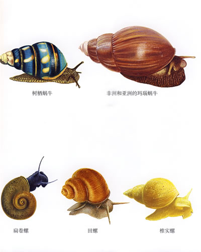 如何长大的,让我们一起去了解蜗牛和其他动物的秘密吧!