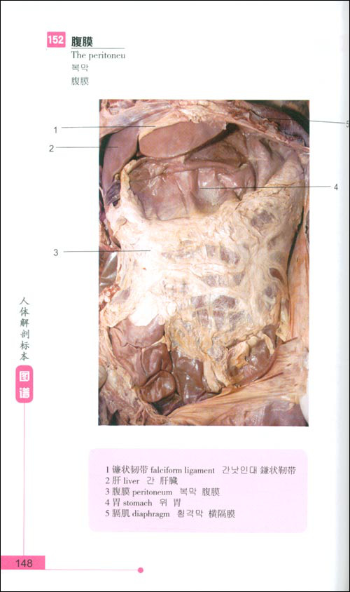 医学 基础医学 解剖学 人体解剖标本图谱(中文,英文,韩文,.