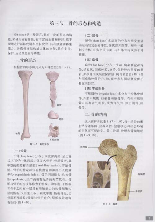 骨科临床解剖学