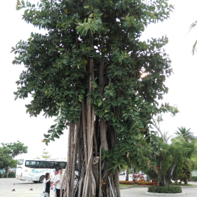 锦日升食品专用保鲜袋透明大号中号小号塑料购