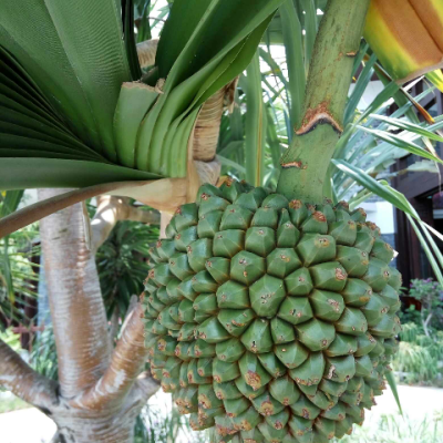 锦日升食品专用保鲜袋透明大号中号小号塑料购