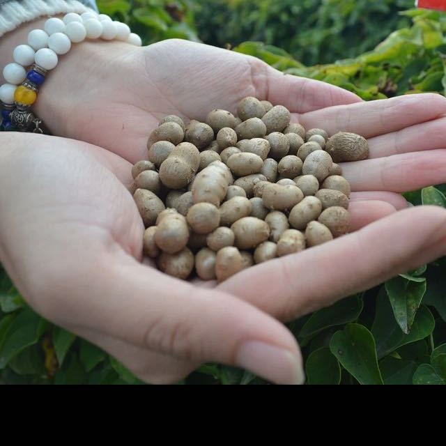 【大聚惠原产地】菏泽馆2016新鲜铁棍山药豆1000g山药果实原产地优质