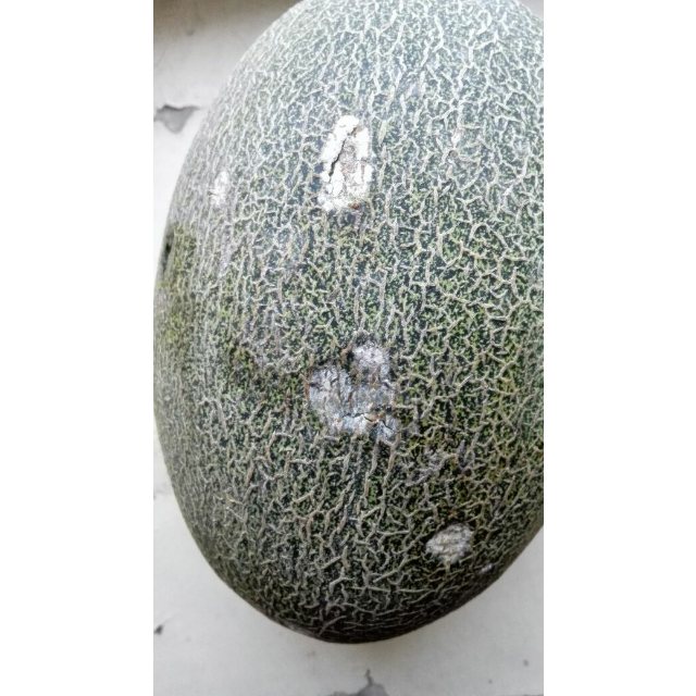 > 甘肃 西州蜜瓜 哈蜜瓜非新疆哈密瓜新鲜水果特价现发包邮商品评价 >