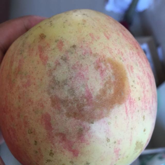 > 【苏宁生鲜】山东蓬莱精品红富士1kg果径80-85mm 苹果 新鲜水果商品