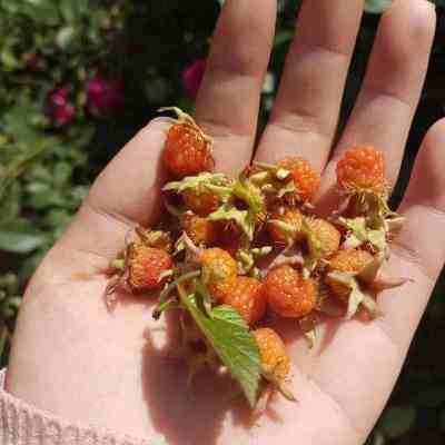 佳能EOS M100 微单套机(EF-M 15-45mm f\/3.5