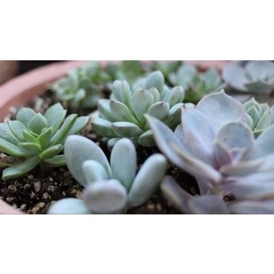 佳能EOS M100 微单套机(EF-M 15-45mm f\/3.5