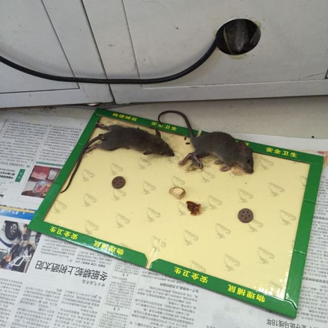 > 金鹿粘鼠板4片老鼠贴捕鼠器灭鼠器夹老鼠胶老鼠粘板老鼠夹商品评价