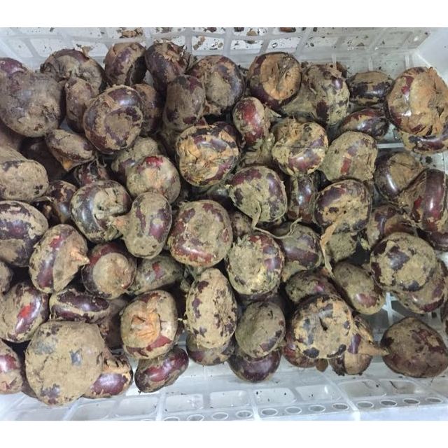 farmfresh农谷鲜毛李荸荠5斤装新鲜马蹄带泥发货荸荠地栗脆甜无渣农家