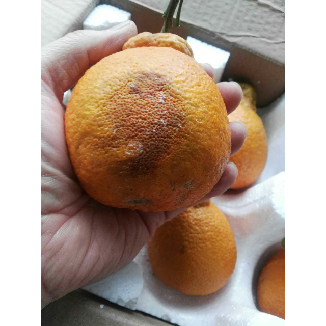 中华特色武汉馆丑橘不知火试吃装2斤69个左右丑柑丑八怪丑橘丑桔子