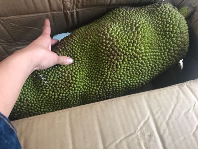 菠萝蜜水果