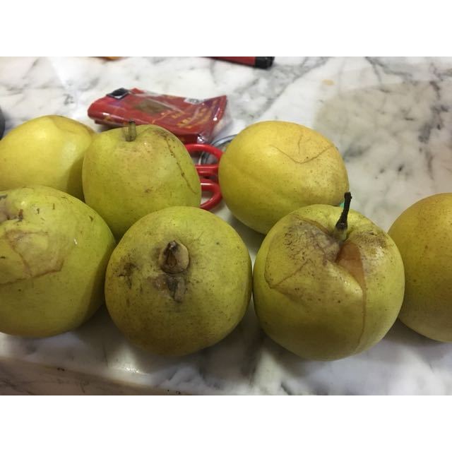 【中华特色】宝鸡馆 新疆库尔勒香梨 新鲜水果5斤装 源头水果西北