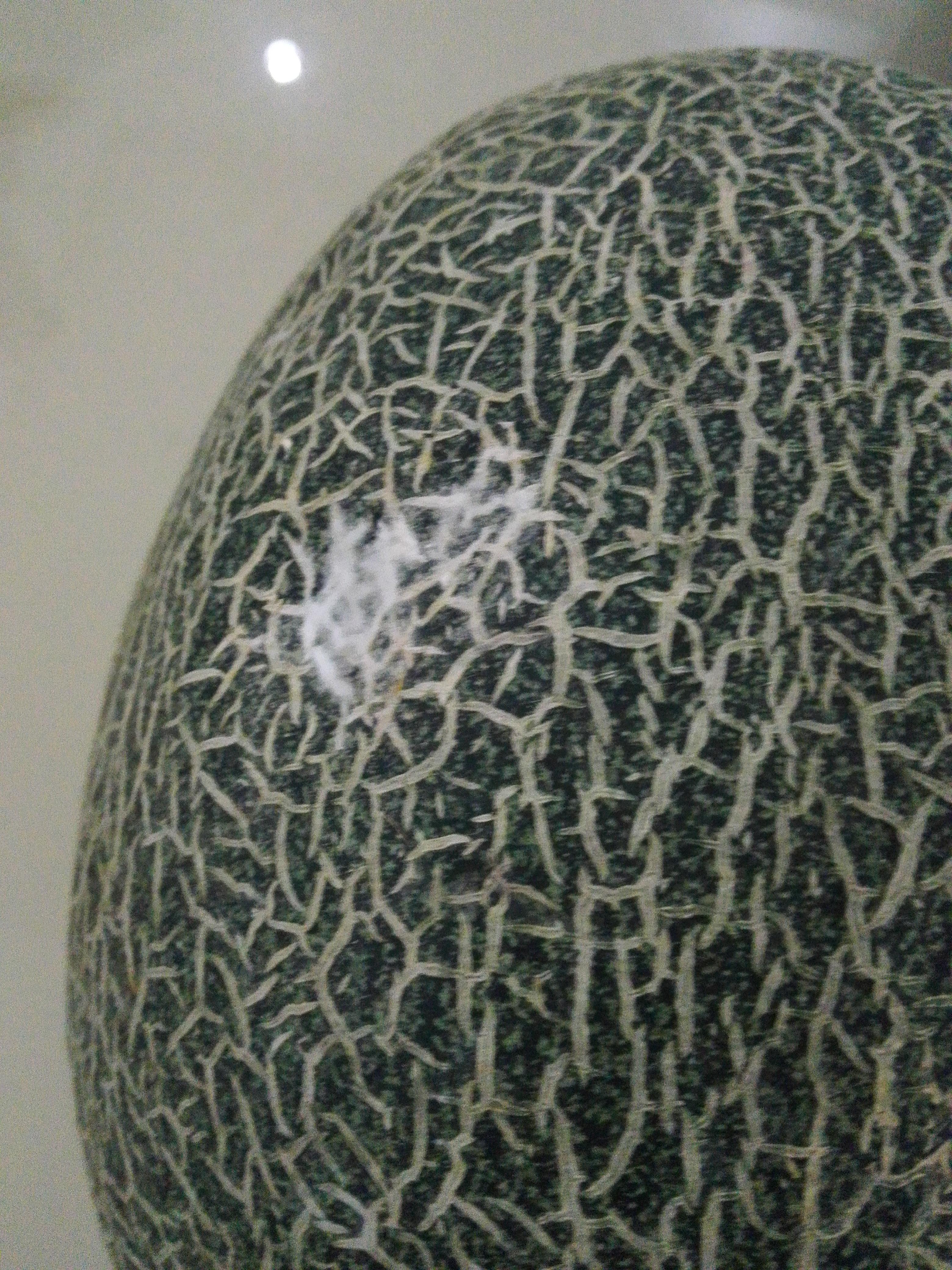 水果哈密瓜