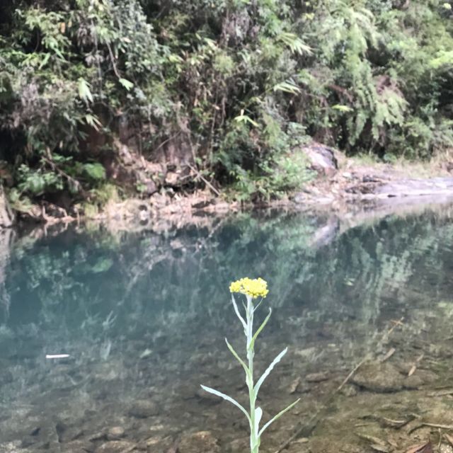 双喜(硬紫红玫王)商品评价 好