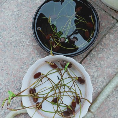 【碗莲种子】睡莲荷花种子