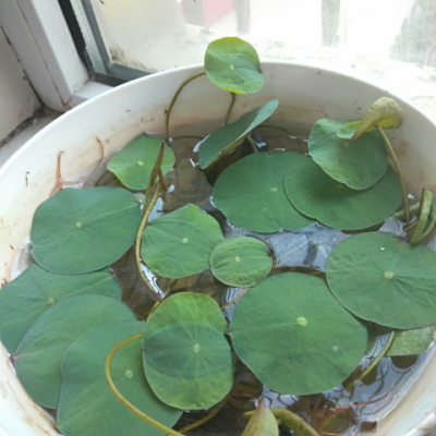 碗莲种子水培植物睡莲荷花种子室...