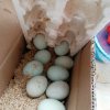 桃小淘 现捡农家散养绿壳乌鸡蛋30枚装 新鲜鸡蛋笨鸡蛋柴鸡蛋草鸡蛋 非鹌鹑蛋鸭蛋鹅蛋变蛋晒单图