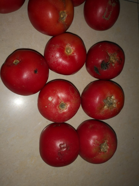 5斤装 新鲜粉西红柿子 非有机蔬菜水果大番茄生吃洋柿晒单图