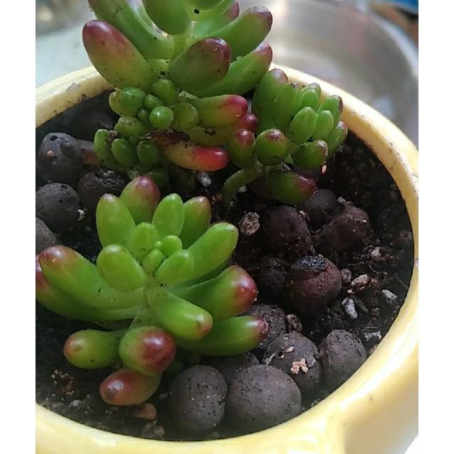 津沽园艺花卉绿植盆栽多肉套装虹之玉肉肉拇指陶瓷盆多肉植物营养土