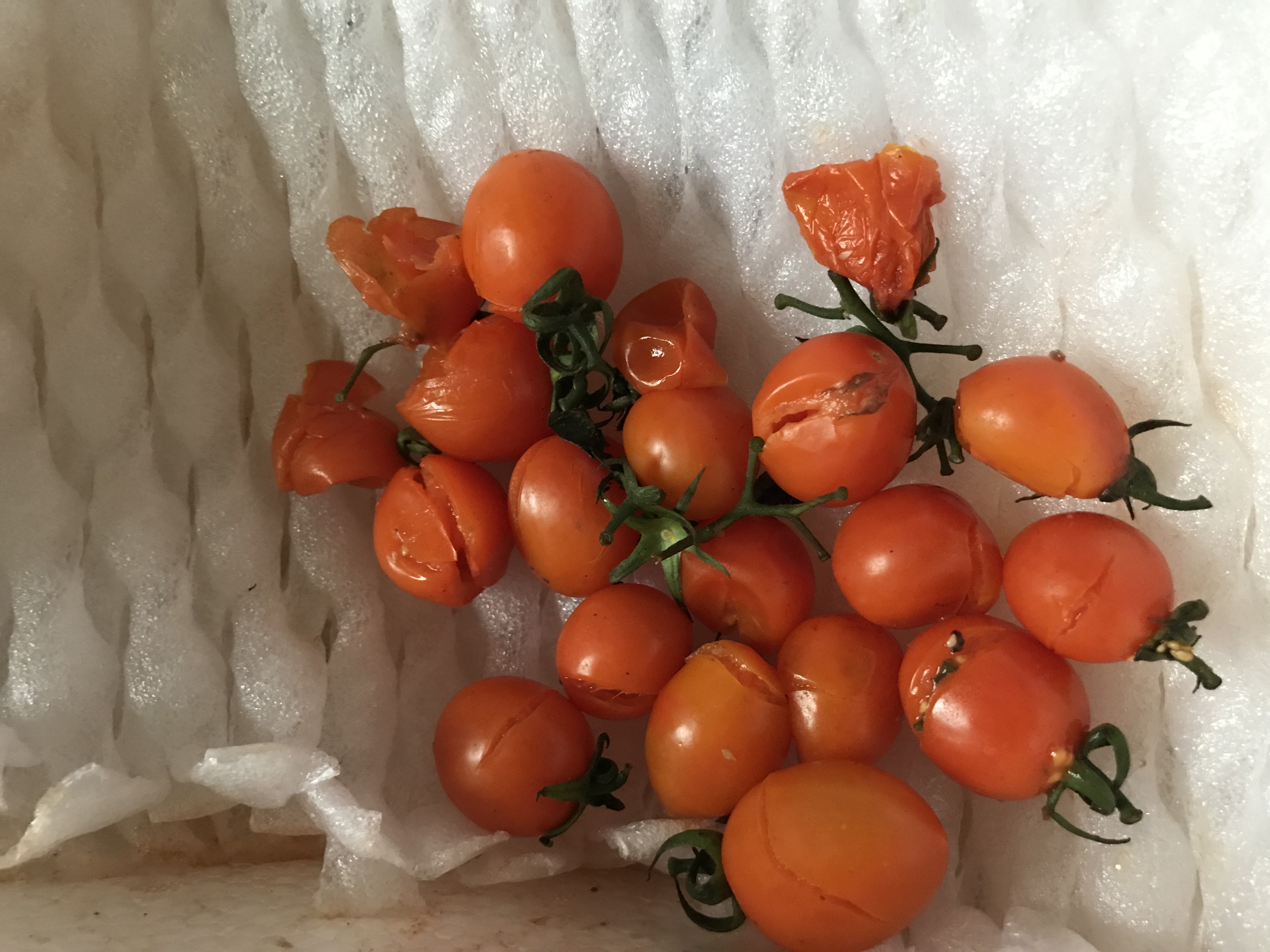 【48小时发货】小番茄 黄圣女果 5斤 小西红柿 番茄 新鲜水果 生鲜