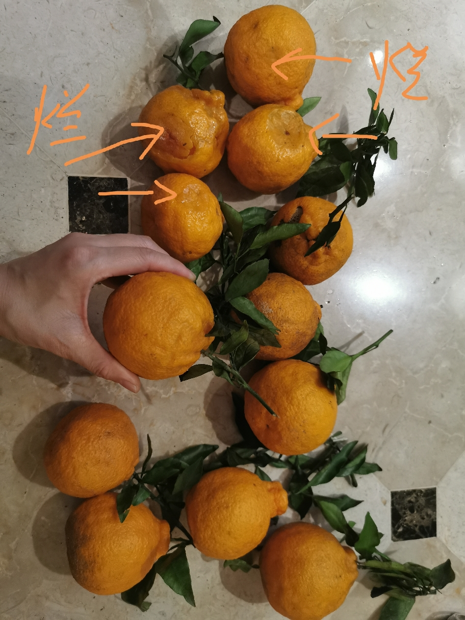 血橙橙子新鲜水果