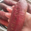 新鲜农家紫薯 3斤 地瓜番薯山芋 新鲜蔬菜 陈小四水果晒单图