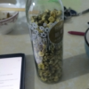 买1送1 陌上花开菊花茶 胎菊正宗 王桐乡杭白菊 花草茶可配金银花东西很不错，最近有点上火，喝了