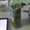 买1送1 陌上花开菊花茶 胎菊正宗 王桐乡杭白菊 花草茶可配金银花东西很不错，最近有点上火，喝了