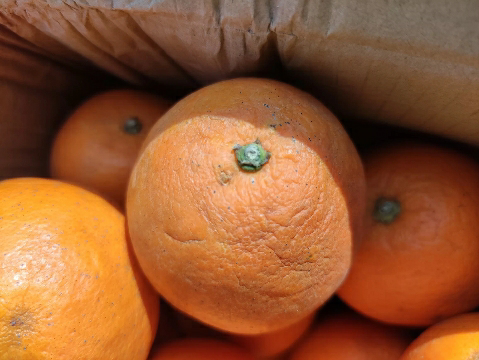 湖北秭归伦晚脐橙 新鲜橙子生鲜 5斤小果 单果60-65mm晒单图