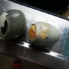 [中华特色]徐州馆 新鲜农家绿壳土鸡蛋10枚 乌鸡蛋草鸡蛋笨鸡蛋 非鹌鹑蛋鸭蛋鹅蛋晒单图
