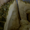 [苏鲜生]泰国新鲜金枕榴莲 进口榴莲 1-2个装 7-8斤 软糯香甜 新鲜水果晒单图