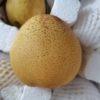 [苏鲜生]河北精品雪花梨 新鲜水果 松脆多汁 净重4.5-5.2斤 单果300g以上晒单图
