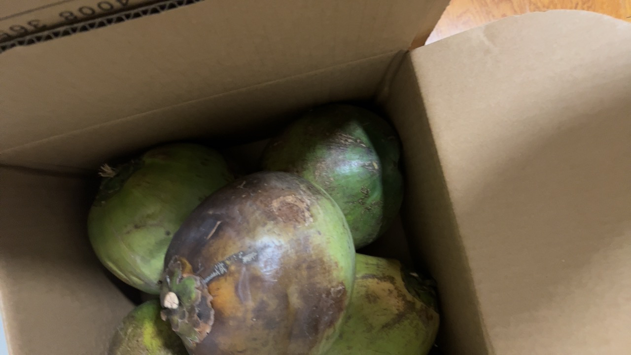 [西沛生鲜]海南椰青带皮 6个装 单果3.5-6斤 新鲜椰子 当季热带水果 汁水充沛 西沛晒单图