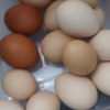 [西沛生鲜]新鲜虫草乌鸡蛋 10枚 散养土鸡蛋 柴鸡蛋笨鸡蛋草鸡蛋整箱晒单图