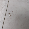 拜耳拜灭士蚂蚁药5g厨房户外室内 黄红黑蚂蚁 灭蚁胶饵晒单图