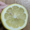[苏鲜生]南非进口新鲜黄柠檬 10个装 单果130-150g香味浓郁 皮薄多汁 新鲜水果晒单图