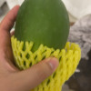 鲜贝达 广西红心木瓜5斤装[单果300-1000g]木瓜 新鲜水果 生鲜晒单图